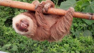 Ein Faultier hängt an einem Baumstamm. (Foto: dpa / Comisión de Tránsito Ecuador)