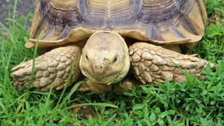 Eine Spornschildkröte erkundet den Central Park in New York. (Foto: dpa / Stephanie Ott)