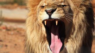 Ein Löwe reisst sein Maul auf.  (Foto: dpa / Mohamed Messara)