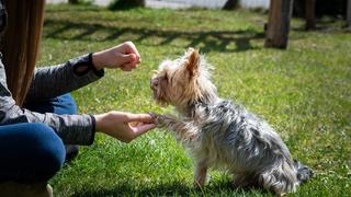 Hund gibt Pfötchen (Foto: pixabay)