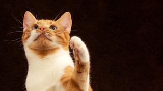 Katze hält ihre Pfote hoch (Foto: pixabay)