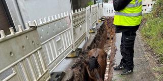 Tierrettung. Das Pferd steht noch in einem Graben. (Foto: Feuerwehr Saarbrücken)