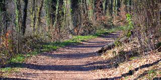 Waldweg (Foto: SR/UNSERDING)