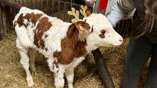 Ein Kälbchen mit einem beastelten Geweih (Foto: UNSERDING)