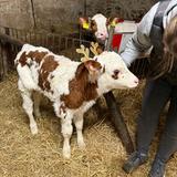 Ein Kälbchen mit einem beastelten Geweih (Foto: UNSERDING)