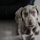 Ein Hund (Foto: pixabay.com)
